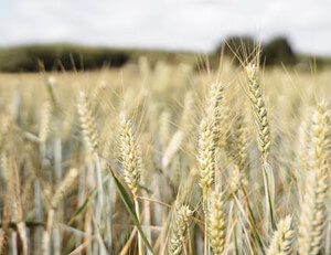 沃尔夫斯堡队员奋战不止,追逐胜利的梦想